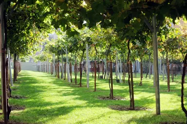 Üzüm Bağı — park, Bağcılar, İstanbul