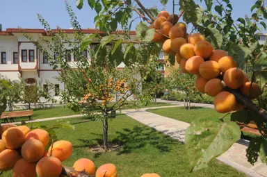 Kayısı Bahçesi ve Malatya Konağı — park, Bağcılar, İstanbul